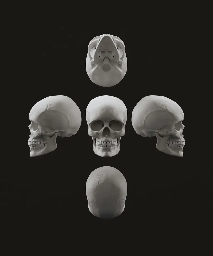 Human skull shown from the front, both sides, above and below